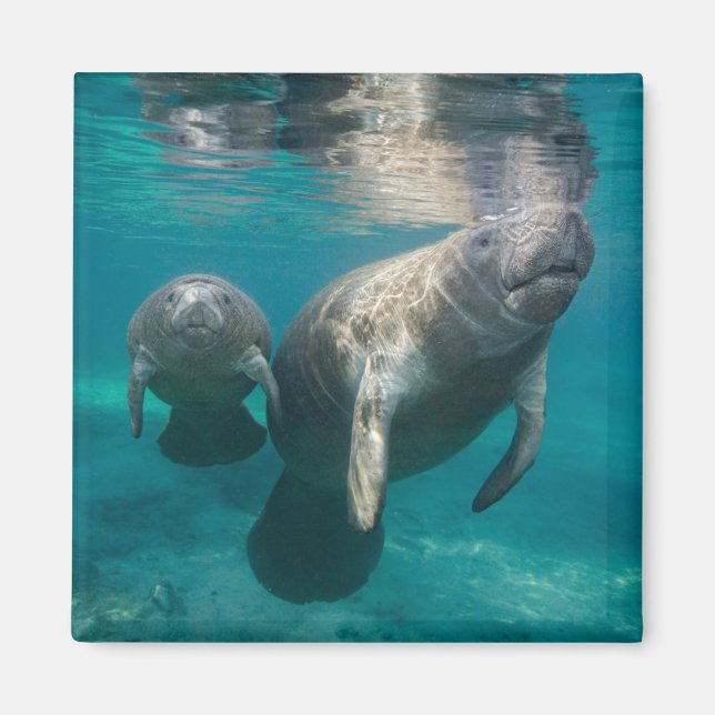 Niedliche Kleintiere | Manatee & Baby Magnet (Vorne)
