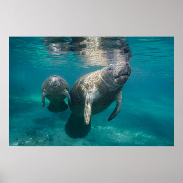 Niedliche Kleintiere | Manatee & Baby Poster (Vorne)