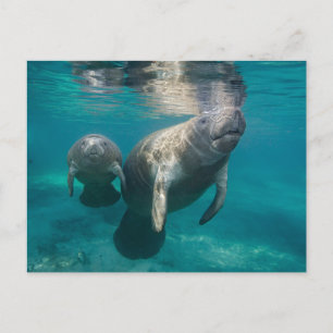 Niedliche Kleintiere   Manatee & Baby Postkarte