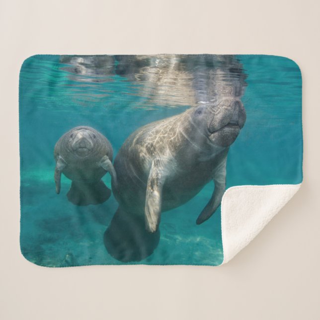 Niedliche Kleintiere | Manatee & Baby Sherpadecke (Vorderseite (Horizontal))