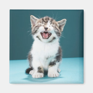 Niedliche Kleintiere Meaning Baby Kitten Magnet