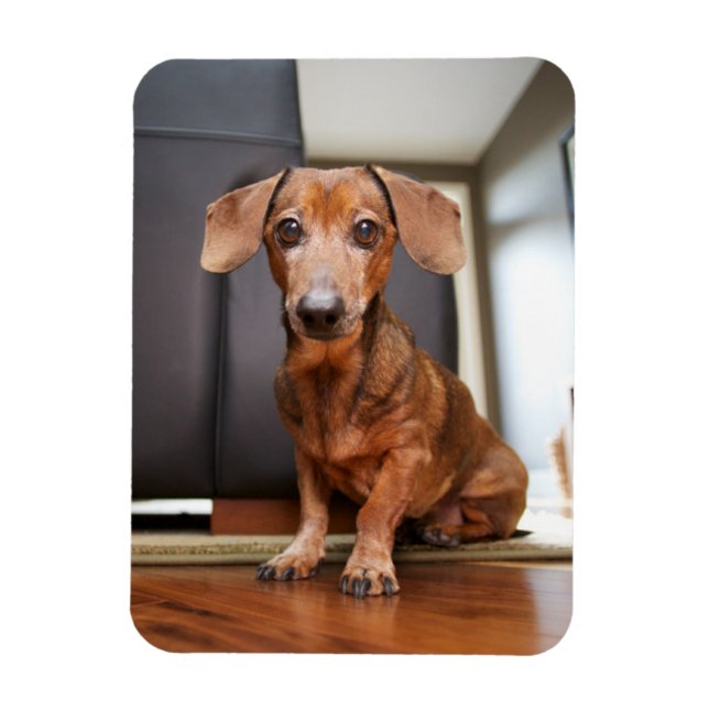 Niedliche Kleintiere | Mini-Dackel Welpe Magnet (Vertikal)