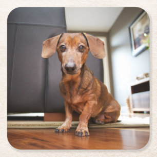 Niedliche Kleintiere   Mini-Dackel Welpe Rechteckiger Pappuntersetzer