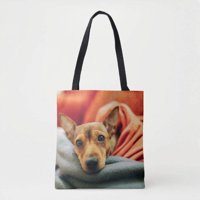 Niedliche Kleintiere | Miniature Pinscher (Vorderseite)