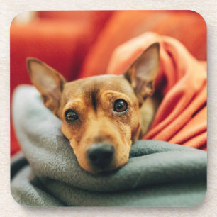 Niedliche Kleintiere Miniature Pinscher Getränkeuntersetzer