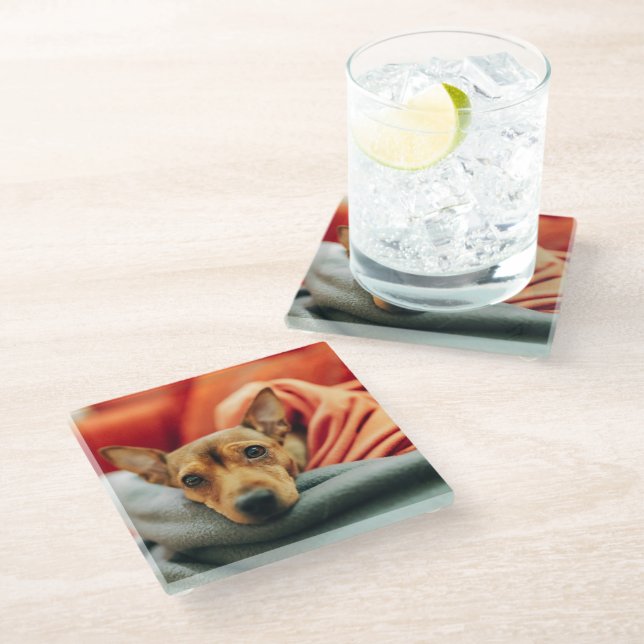 Niedliche Kleintiere | Miniature Pinscher Glasuntersetzer (Schrägansicht)