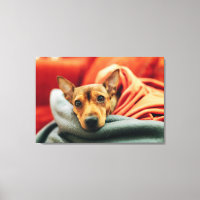 Niedliche Kleintiere | Miniature Pinscher