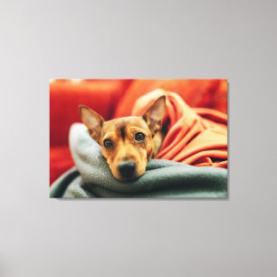 Niedliche Kleintiere Miniature Pinscher Leinwanddruck