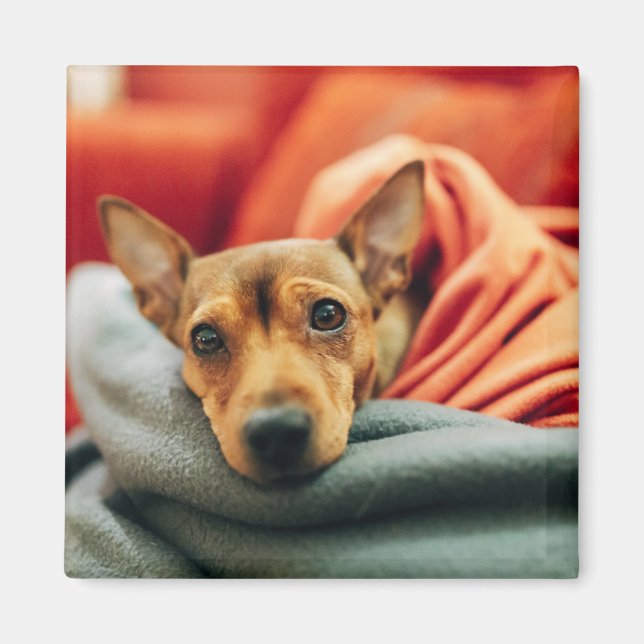 Niedliche Kleintiere | Miniature Pinscher Magnet (Vorne)