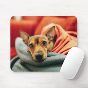 Niedliche Kleintiere   Miniature Pinscher Mousepad