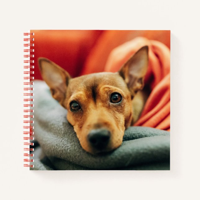 Niedliche Kleintiere | Miniature Pinscher Notizbuch (Vorderseite)