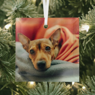 Niedliche Kleintiere   Miniature Pinscher Ornament Aus Glas