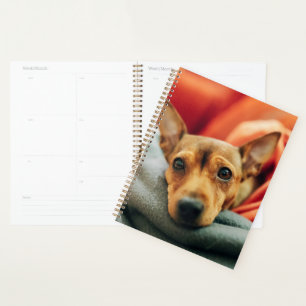 Niedliche Kleintiere Miniature Pinscher Planer