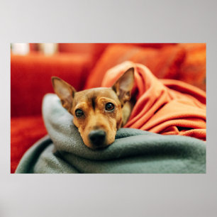 Niedliche Kleintiere   Miniature Pinscher Poster