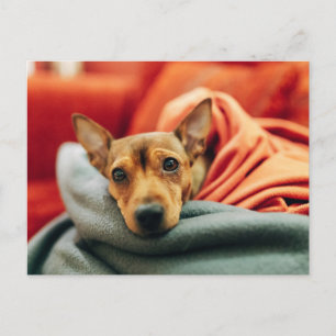 Niedliche Kleintiere   Miniature Pinscher Postkarte