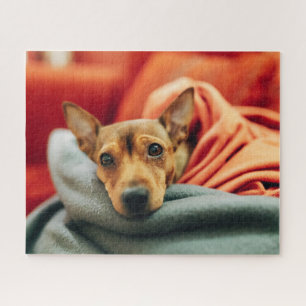 Niedliche Kleintiere Miniature Pinscher Puzzle