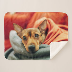 Niedliche Kleintiere Miniature Pinscher Sherpadecke