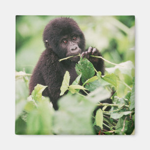 Niedliche Kleintiere   Mountain Gorilla Baby Magnet
