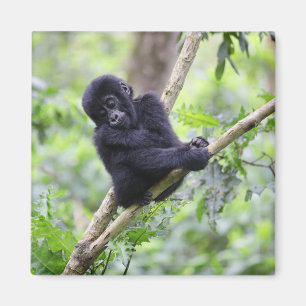 Niedliche Kleintiere   Mountain Gorilla Baby Magnet