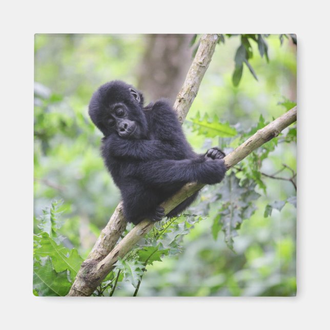 Niedliche Kleintiere | Mountain Gorilla Baby Magnet (Vorne)