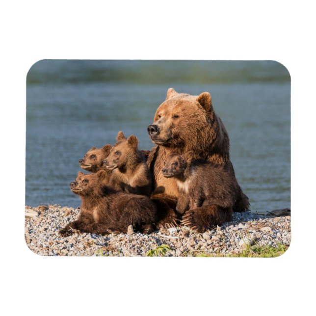 Niedliche Kleintiere | Mutter Bären & Cubs Magnet (Horizontal)