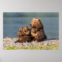 Niedliche Kleintiere | Mutter Bären & Cubs