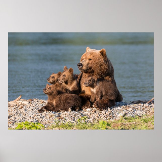 Niedliche Kleintiere | Mutter Bären & Cubs Poster (Vorne)