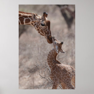 Niedliche Kleintiere Mutter und Baby Giraffe Poster