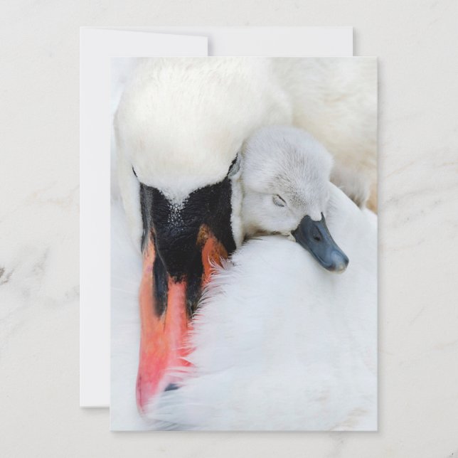 Niedliche Kleintiere | Mutter und Baby Mute Swan Dankeskarte (Vorderseite)
