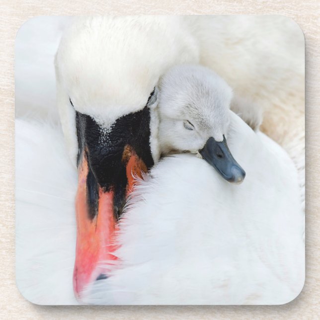 Niedliche Kleintiere | Mutter und Baby Mute Swan Getränkeuntersetzer (Vorderseite)