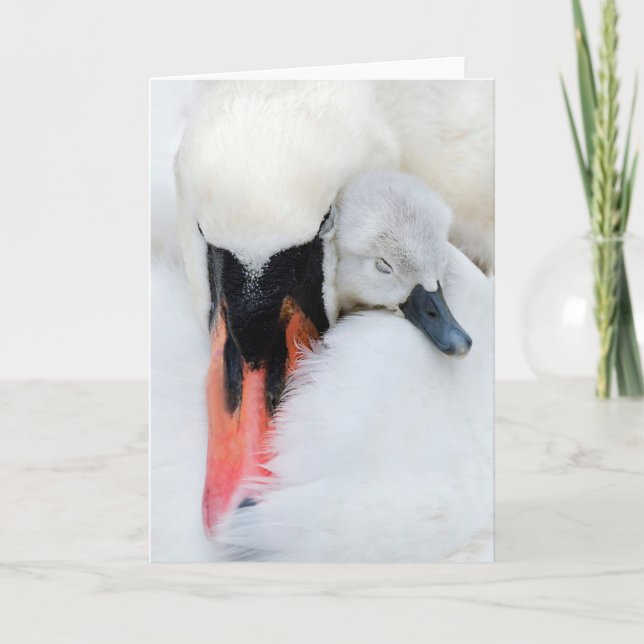 Niedliche Kleintiere | Mutter und Baby Mute Swan Karte (Vorderseite)