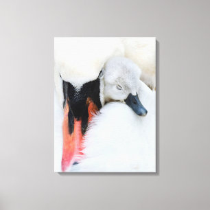Niedliche Kleintiere   Mutter und Baby Mute Swan Leinwanddruck