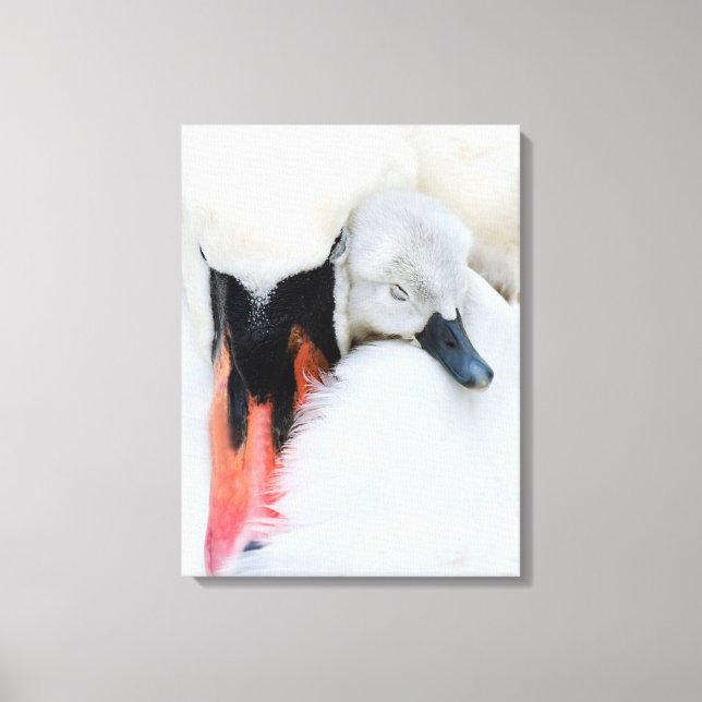 Niedliche Kleintiere | Mutter und Baby Mute Swan Leinwanddruck (Vorderseite)