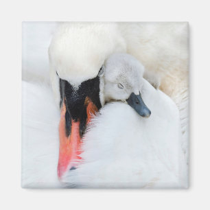 Niedliche Kleintiere Mutter und Baby Mute Swan Magnet