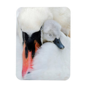 Niedliche Kleintiere Mutter und Baby Mute Swan Magnet