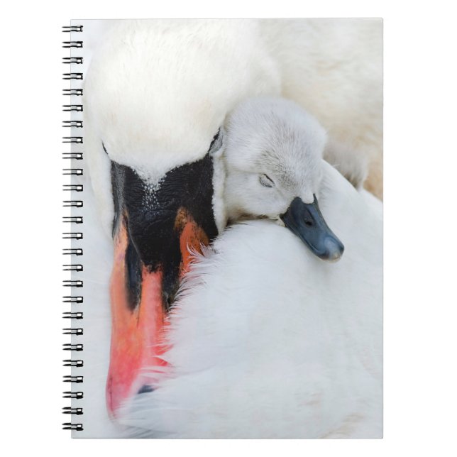 Niedliche Kleintiere | Mutter und Baby Mute Swan Notizblock (Vorderseite)