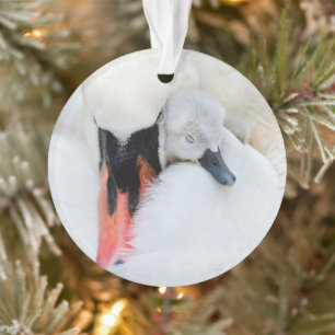 Niedliche Kleintiere   Mutter und Baby Mute Swan Ornament