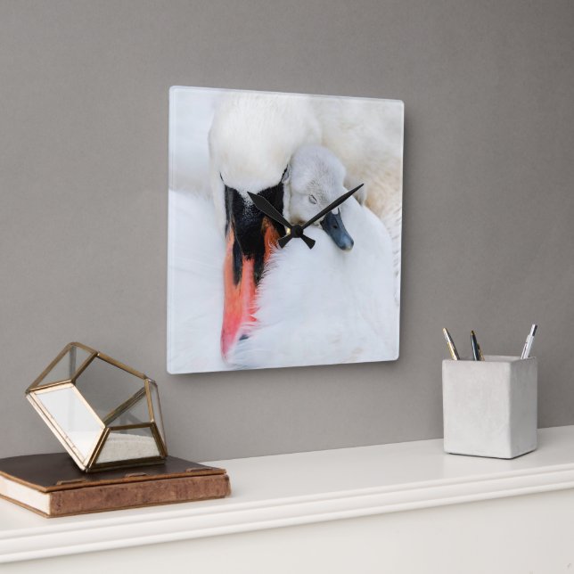 Niedliche Kleintiere | Mutter und Baby Mute Swan Quadratische Wanduhr (Büro)