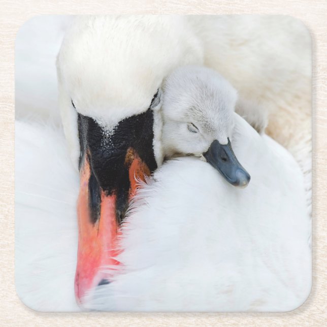 Niedliche Kleintiere | Mutter und Baby Mute Swan Rechteckiger Pappuntersetzer (Vorderseite)