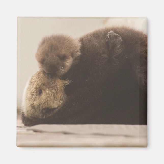 Niedliche Kleintiere | Neugeborene Otter Pup Magnet (Vorne)