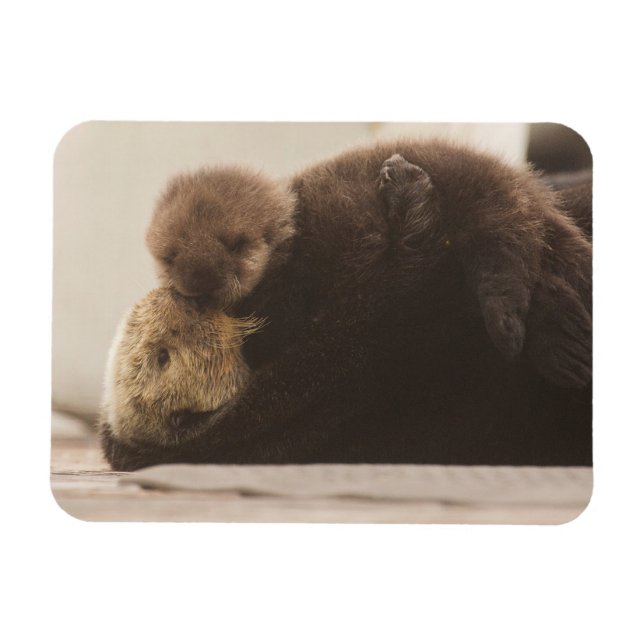 Niedliche Kleintiere | Neugeborene Otter Pup Magnet (Horizontal)