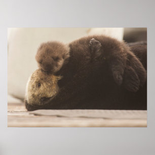 Niedliche Kleintiere   Neugeborene Otter Pup Poster