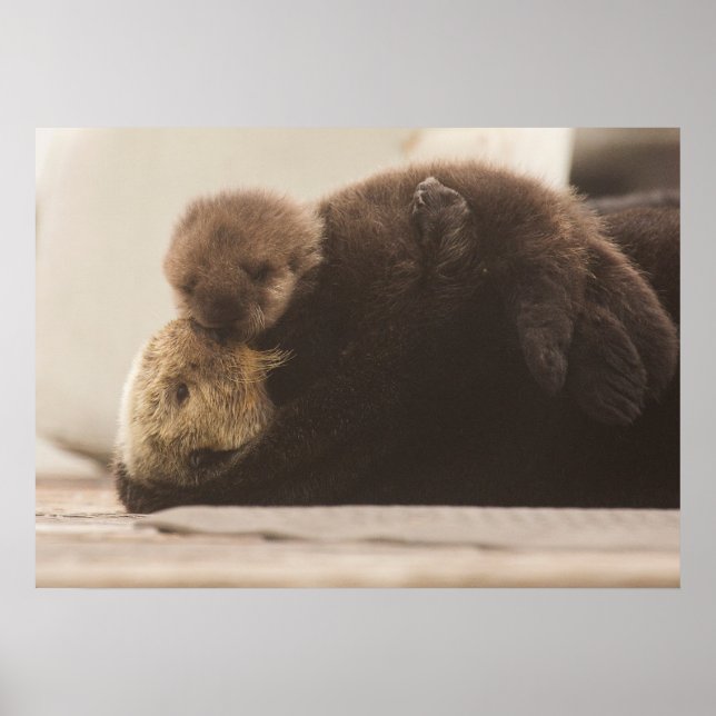 Niedliche Kleintiere | Neugeborene Otter Pup Poster (Vorne)