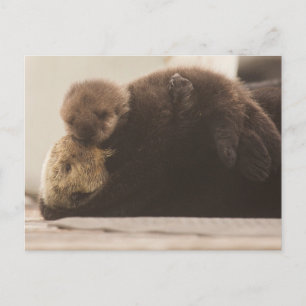 Niedliche Kleintiere   Neugeborene Otter Pup Postkarte