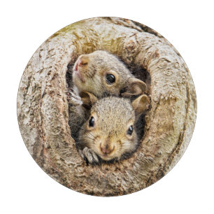 Niedliche Kleintiere   Neugierige Baby-Eichhörnche Schneidebrett