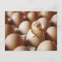 Niedliche Kleintiere | New Baby Chick