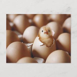 Niedliche Kleintiere   New Baby Chick Postkarte