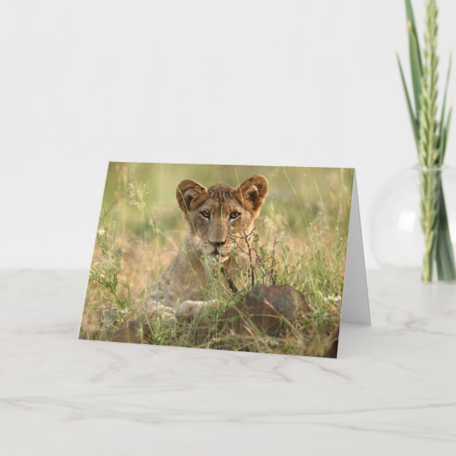 Niedliche Kleintiere | Niedlich Baby Lion Cub Karte (Vorderseite)