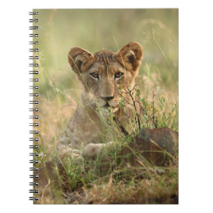 Niedliche Kleintiere Niedlich Baby Lion Cub Notizblock