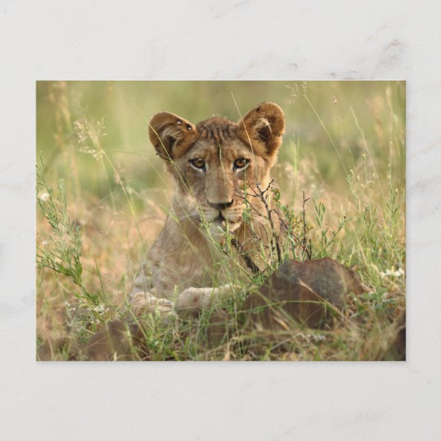 Niedliche Kleintiere | Niedlich Baby Lion Cub Postkarte (Vorderseite)
